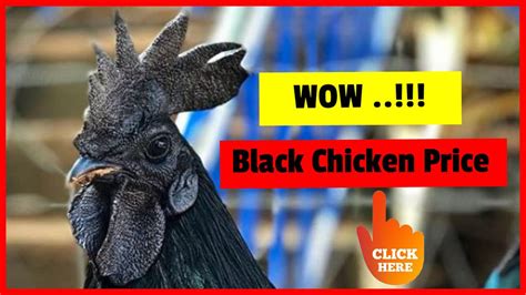 chicken meat price|black meat chicken price.